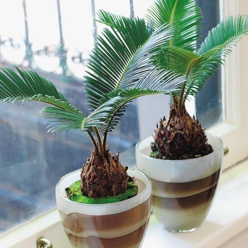Cycas 'Revoluta' sfeer
